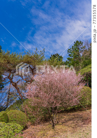 （神奈川県）マメザクラ咲く恩賜箱根公園 77355578