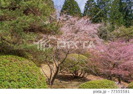 （神奈川県）マメザクラ咲く恩賜箱根公園 77355581
