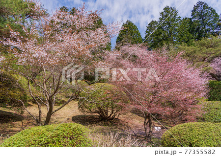 (神奈川県)マメザクラ咲く恩賜箱根公園 (神奈川県)マメザクラ咲く恩賜箱根公園 77355582