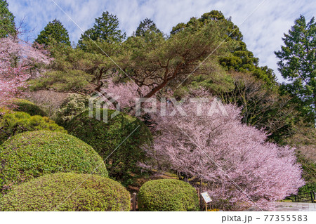 (神奈川県)マメザクラ咲く恩賜箱根公園 (神奈川県)マメザクラ咲く恩賜箱根公園 77355583