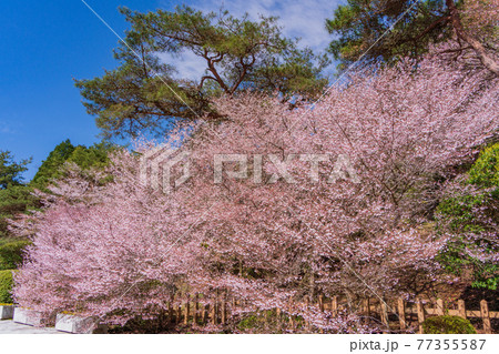 （神奈川県）マメザクラ咲く恩賜箱根公園 77355587