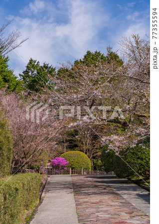 （神奈川県）マメザクラ咲く恩賜箱根公園 77355594