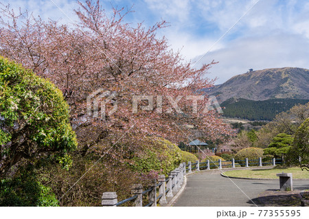 （神奈川県）マメザクラ咲く恩賜箱根公園 77355595