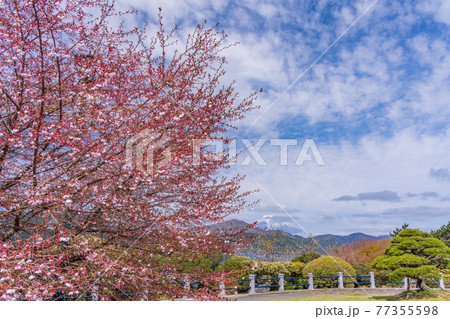 （神奈川県）マメザクラ咲く恩賜箱根公園 77355598
