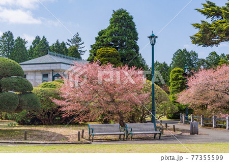 (神奈川県)マメザクラ咲く恩賜箱根公園 (神奈川県)マメザクラ咲く恩賜箱根公園 77355599