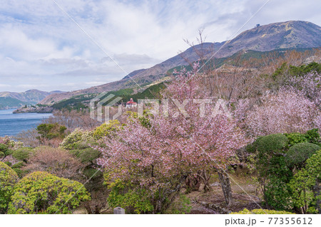 (神奈川県)マメザクラ咲く恩賜箱根公園 (神奈川県)マメザクラ咲く恩賜箱根公園 77355612