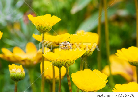 黄色の花 虫 公園 明るい街 黄色の花 虫 公園 明るい街 77355776