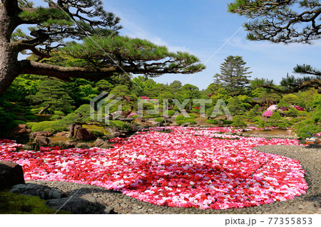 由志園の牡丹 由志園の牡丹 77355853