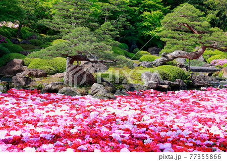 由志園の牡丹 由志園の牡丹 77355866