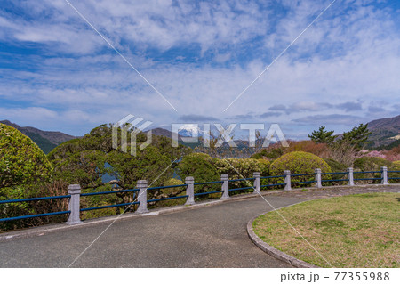 （神奈川県）マメザクラ咲く恩賜箱根公園から眺める富士山 77355988