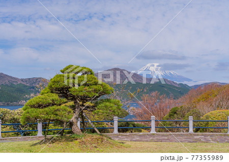 (神奈川県)マメザクラ咲く恩賜箱根公園から眺める富士山 (神奈川県)マメザクラ咲く恩賜箱根公園から眺める富士山 77355989