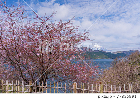 （神奈川県）マメザクラ咲く恩賜箱根公園から眺める富士山 77355991