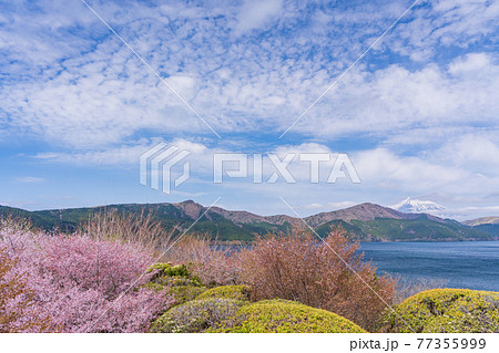 （神奈川県）マメザクラ咲く恩賜箱根公園から眺める富士山 77355999