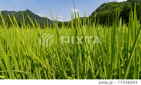 秋田の初夏、水田の風景 77356003