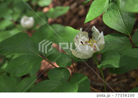 ヤマシャクヤクと吸蜜に訪れたクロマルハナバチ 77356100