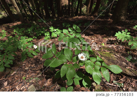 ヤマシャクヤクの群落 77356103