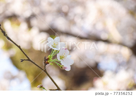 桜 桜 77356252