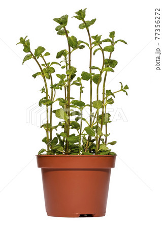 Bush of fragrant mint in a pot on a white background 77356272