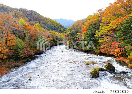 日光国立公園 奥日光湯川の紅葉 栃木県日光市 日光国立公園 奥日光湯川の紅葉 栃木県日光市 77356359
