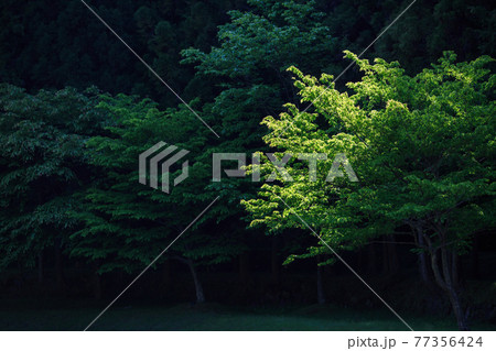 エコイメージ・森 エコイメージ・森 77356424