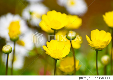 クリサンセマム・ムルチコーレの花畑 クリサンセマム・ムルチコーレの花畑 77356444