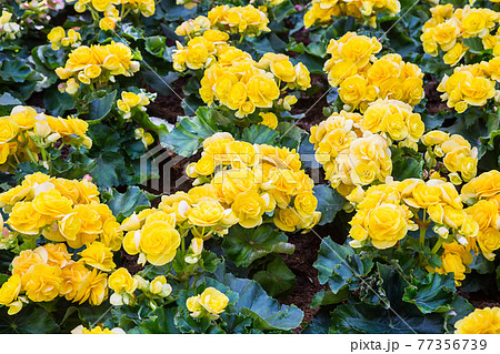 Spring scenes of yellow begonia blooming flowers. 77356739