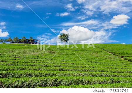 Amazing landscape view of tea plantation. 77356742