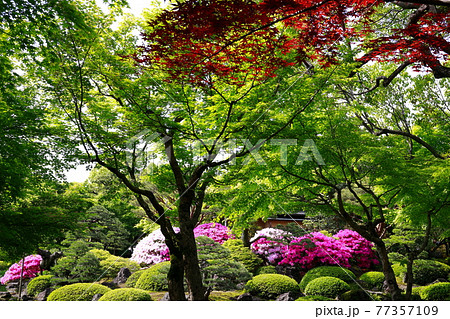 春の由志園 77357109