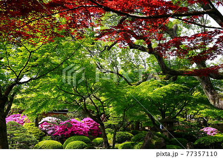 春の由志園 春の由志園 77357110