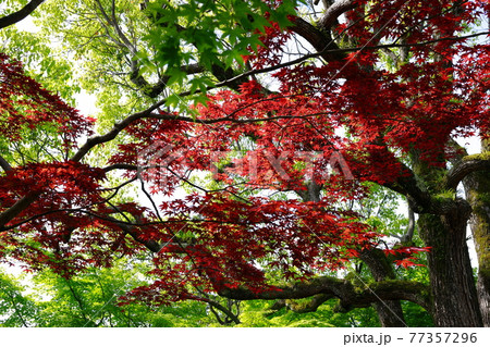 由志園 由志園 77357296