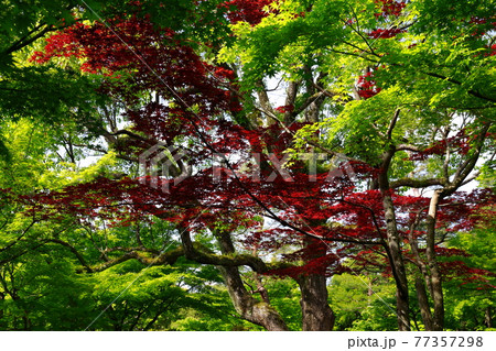 由志園 由志園 77357298