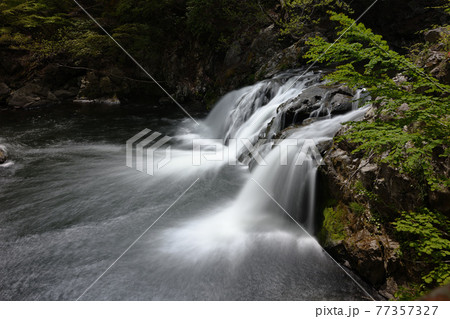 新緑の中野白滝 77357327