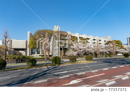 東京都千代田区の最高裁判所と桜並木 東京都千代田区の最高裁判所と桜並木 77357372