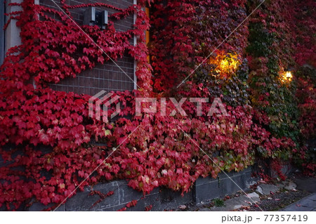 赤く紅葉したツタの葉 北海道 小樽市 赤く紅葉したツタの葉 北海道 小樽市 77357419