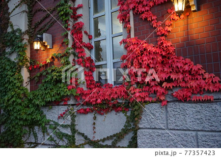 赤く紅葉したツタの葉 北海道 小樽市 赤く紅葉したツタの葉 北海道 小樽市 77357423