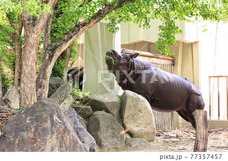 愛知県名古屋市 東山動物園 インドサイ 愛知県名古屋市 東山動物園 インドサイ 77357457