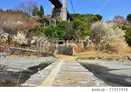 神奈川県立秦野戸川公園 沢の橋と川遊びゾーン 神奈川県立秦野戸川公園 沢の橋と川遊びゾーン 77357459