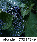 紫陽花の葉と蜘蛛の巣に着いた宝石のような雨の雫 77357949