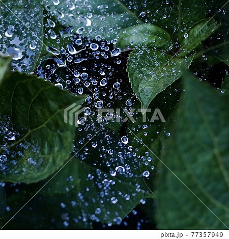 紫陽花の葉と蜘蛛の巣に着いた宝石のような雨の雫 77357949
