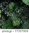 紫陽花の葉と蜘蛛の巣に着いた宝石のような雨粒 77357950