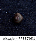 カタツムリ 77357951