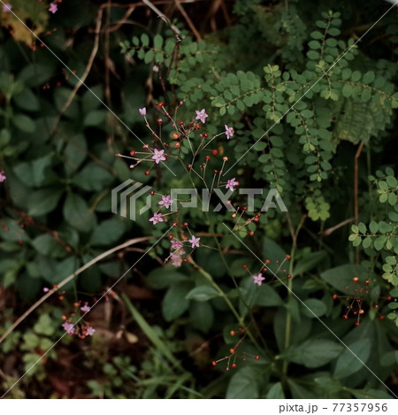ピンク色の小さな花と赤い実の写真素材 ピンク色の小さな花と赤い実の写真素材