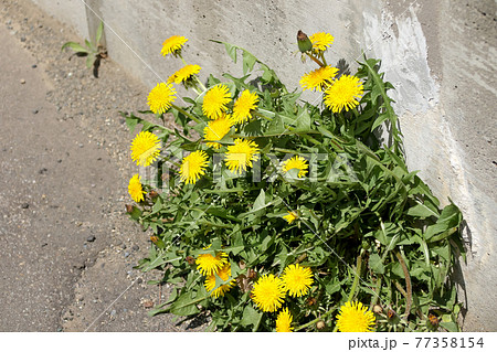 タンポポ 植物 自然 花 春 屋外 黄色 キク科 花びら たんぽぽ 葉 緑の写真素材