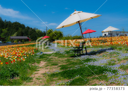 広島県世羅高原にある農場の花風景 77358373