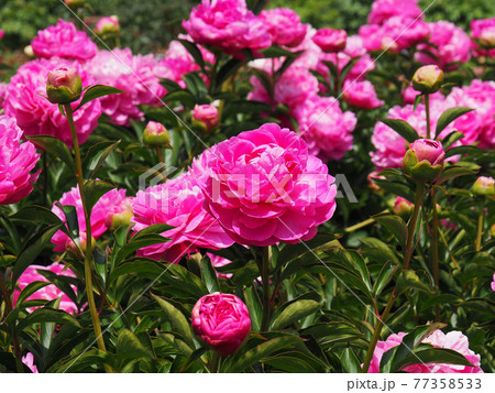 シャクヤク 77358533