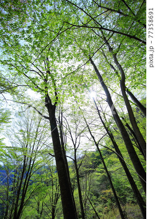 新緑の林 77358691