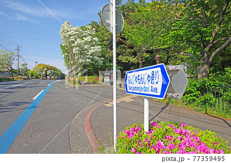 北九州市戸畑区の夜宮公園前のなんじゃもんじゃ通り 北九州市戸畑区の夜宮公園前のなんじゃもんじゃ通り 77359495