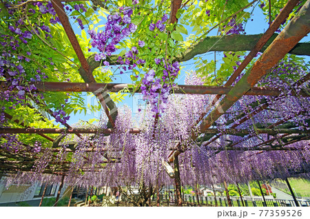 福岡県田川郡福智町の藤寺定禅寺の藤棚 福岡県田川郡福智町の藤寺定禅寺の藤棚 77359526