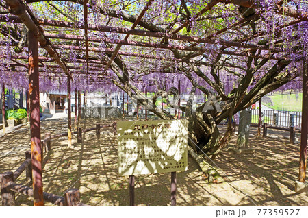 福岡県福智町の定禅寺にある県指定天然記念物の藤 77359527