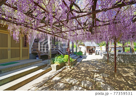 福岡県田川郡福智町にある定禅寺の藤棚 福岡県田川郡福智町にある定禅寺の藤棚 77359531